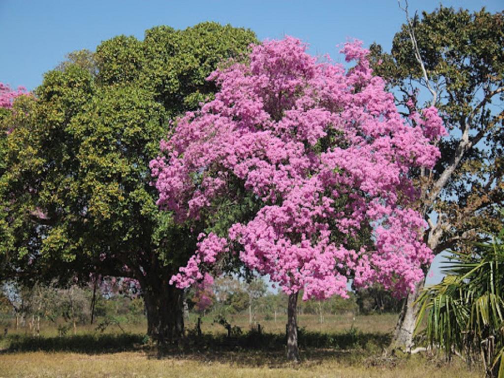 Hotel Pousada And Safari Cuiabá Esterno foto